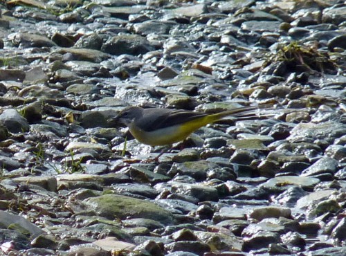 Grey Wagtail