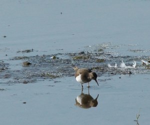 Green-Sandpiper_edited-1