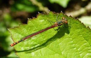 Large-Red-Damselfly