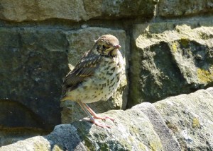Song-Thrush-Langsett 1