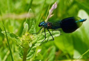 Banded Demoiselle Lakenheath