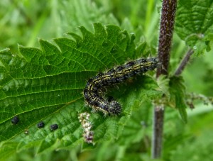 Small Tortoiseshell Catapillar