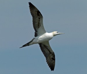 Gannet