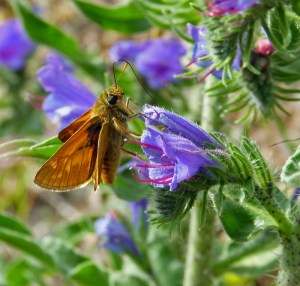 Large-Skipper Santon Downham