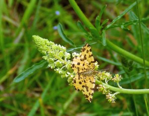 Speckled Yellow_Santon Downham
