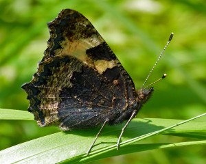 Tortoiseshell Underwing Work 2011