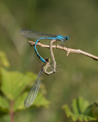 Common Blue Damselflies-07482