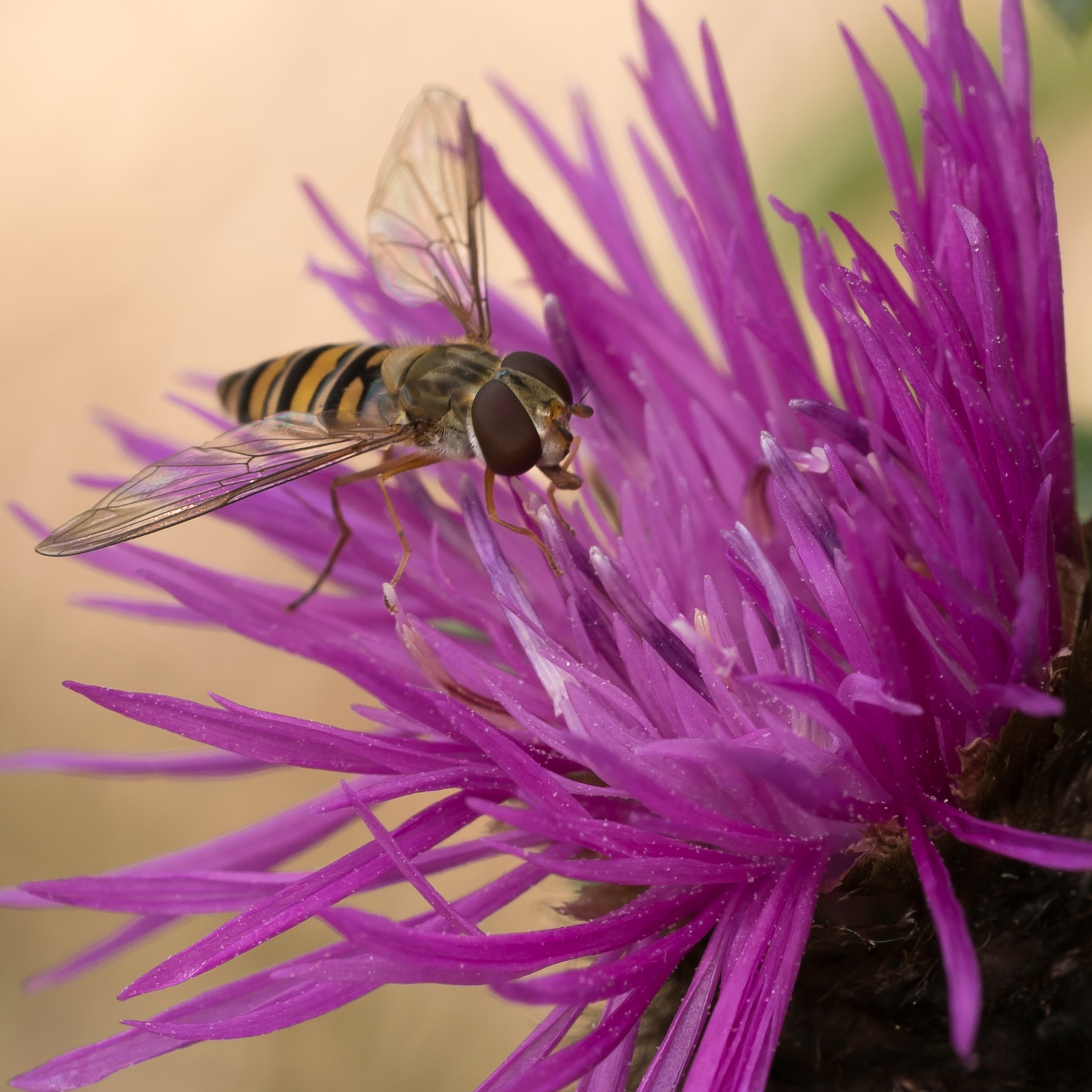 Episyrphus balteatus-07049