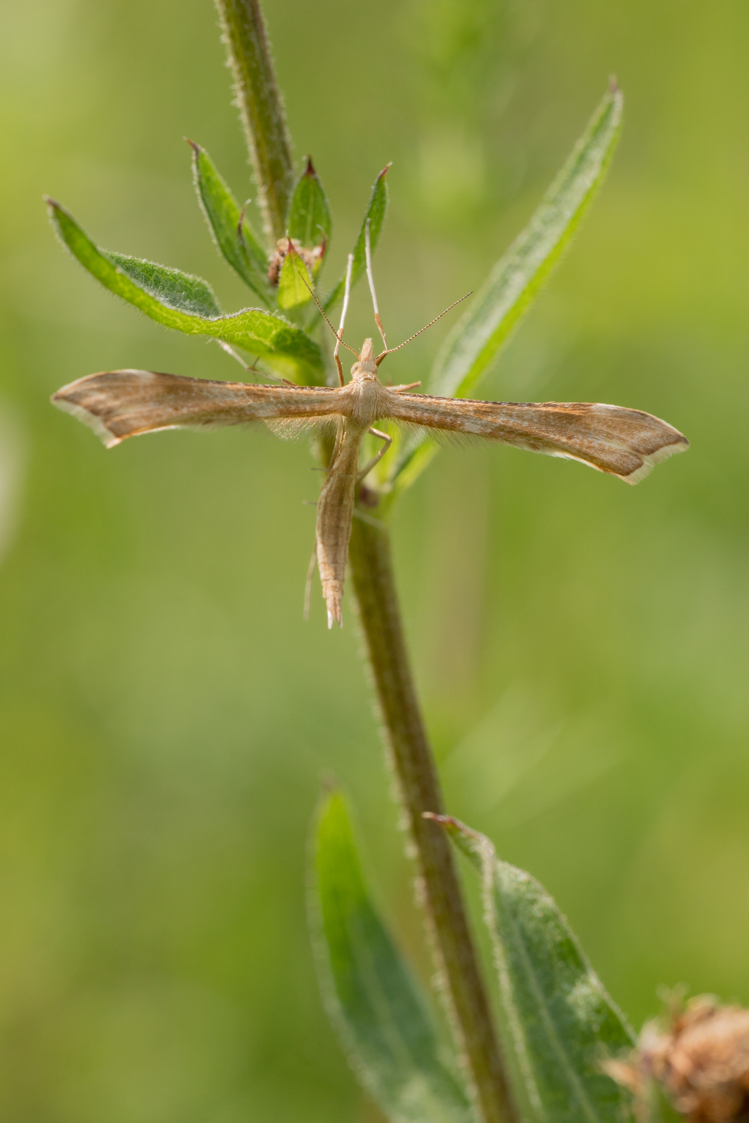 Tansy Plume Moth