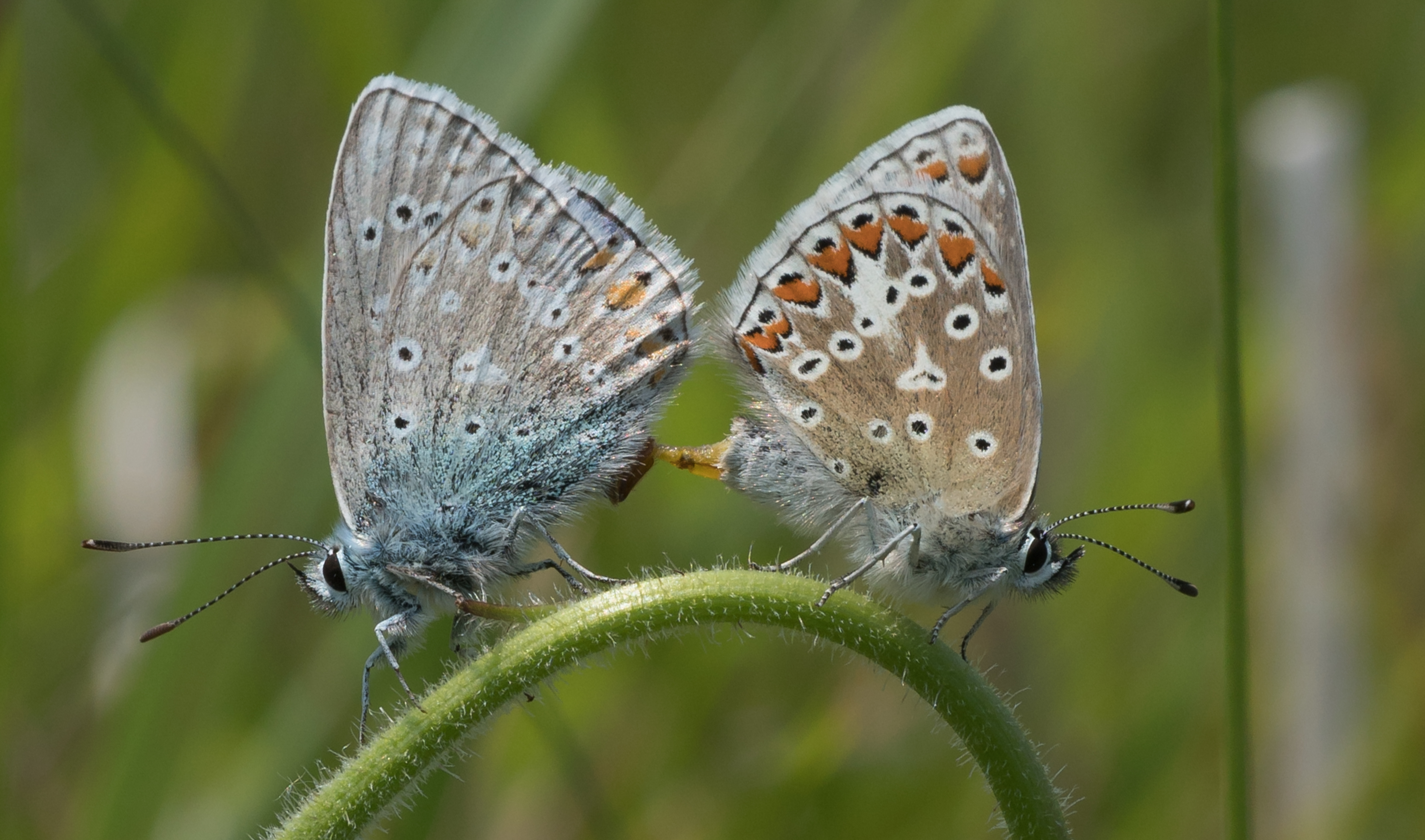Common Blue Butterfly-