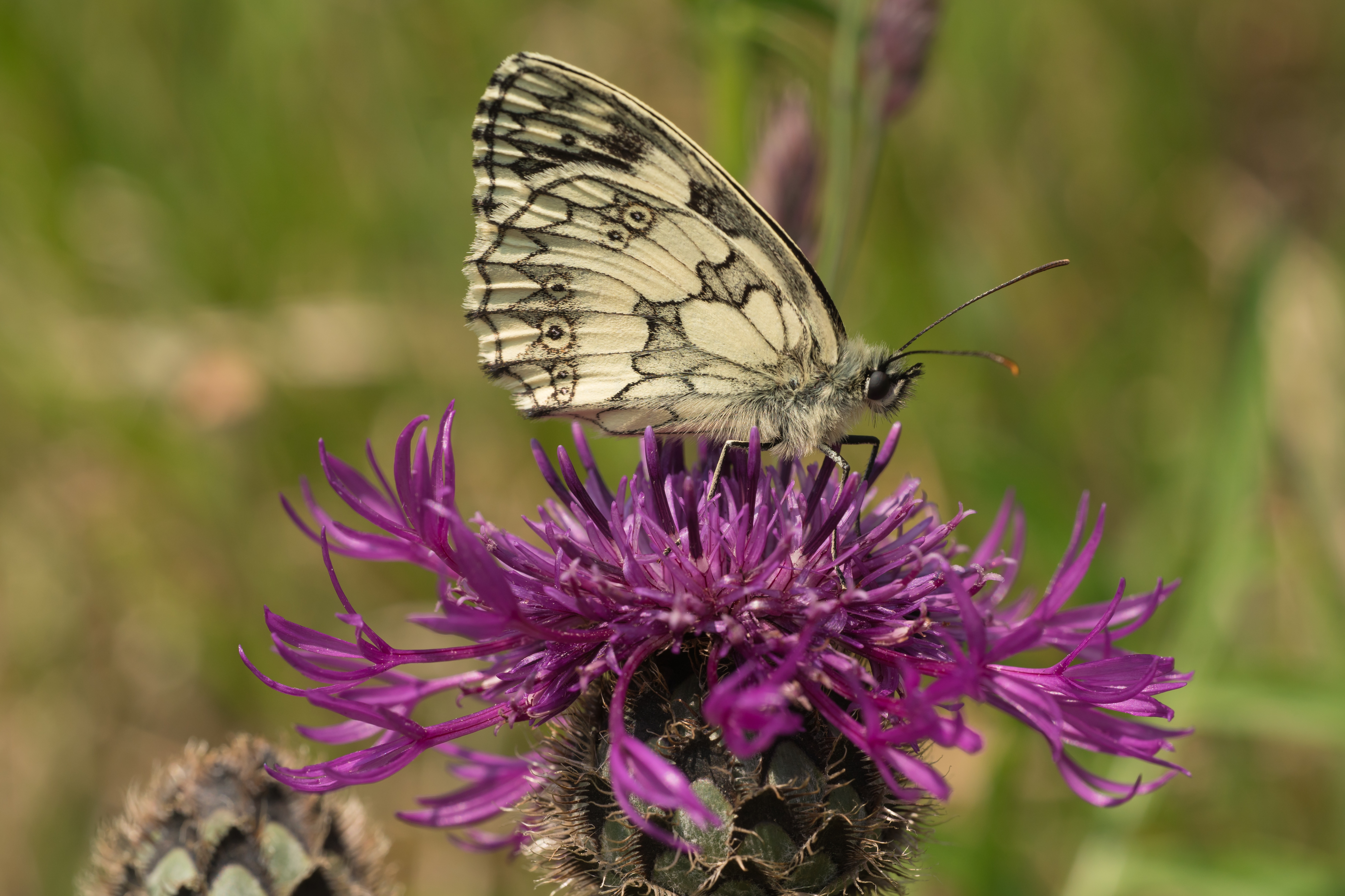 Marbled White Butterfly-07501