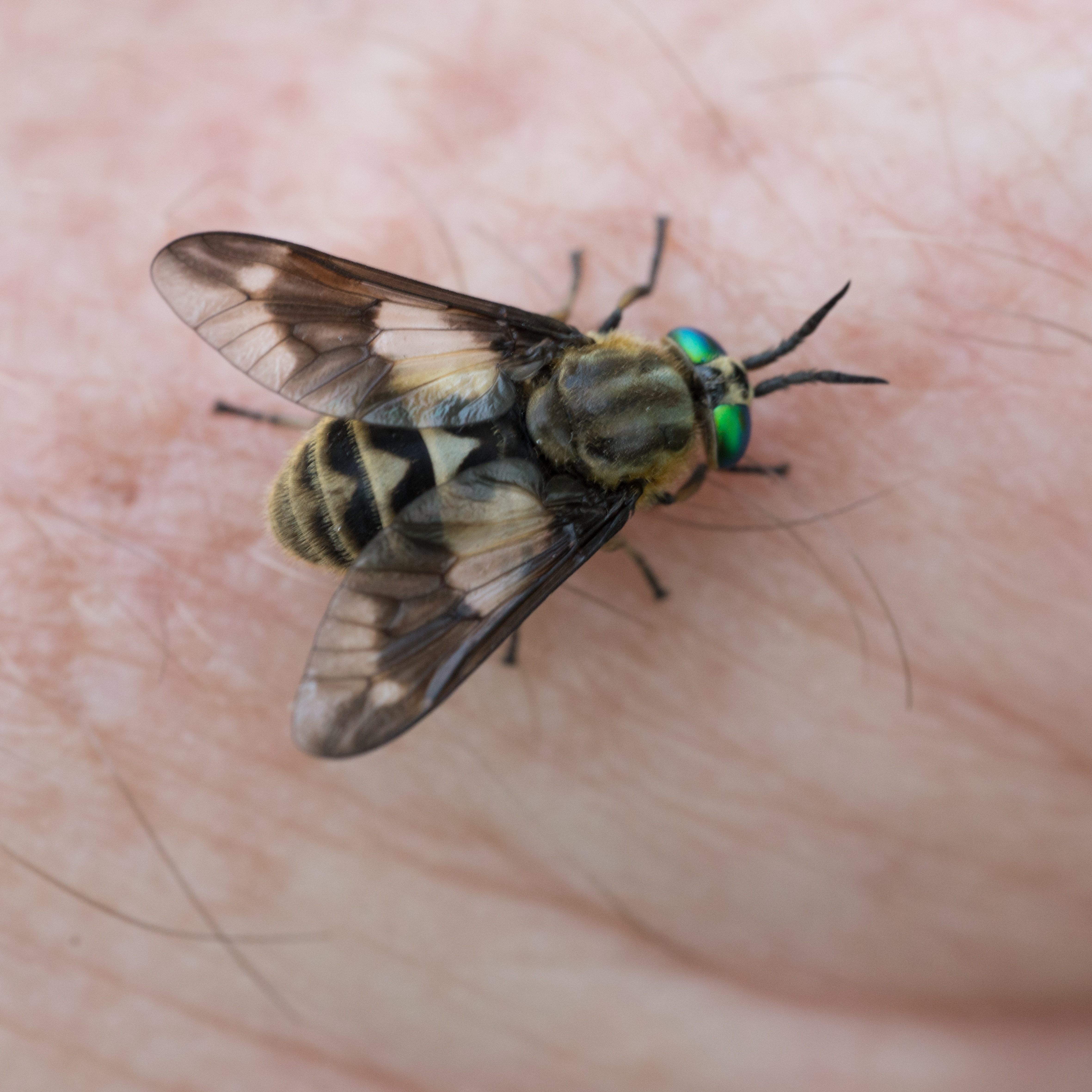 Twin Lobed Deer Fly-07618