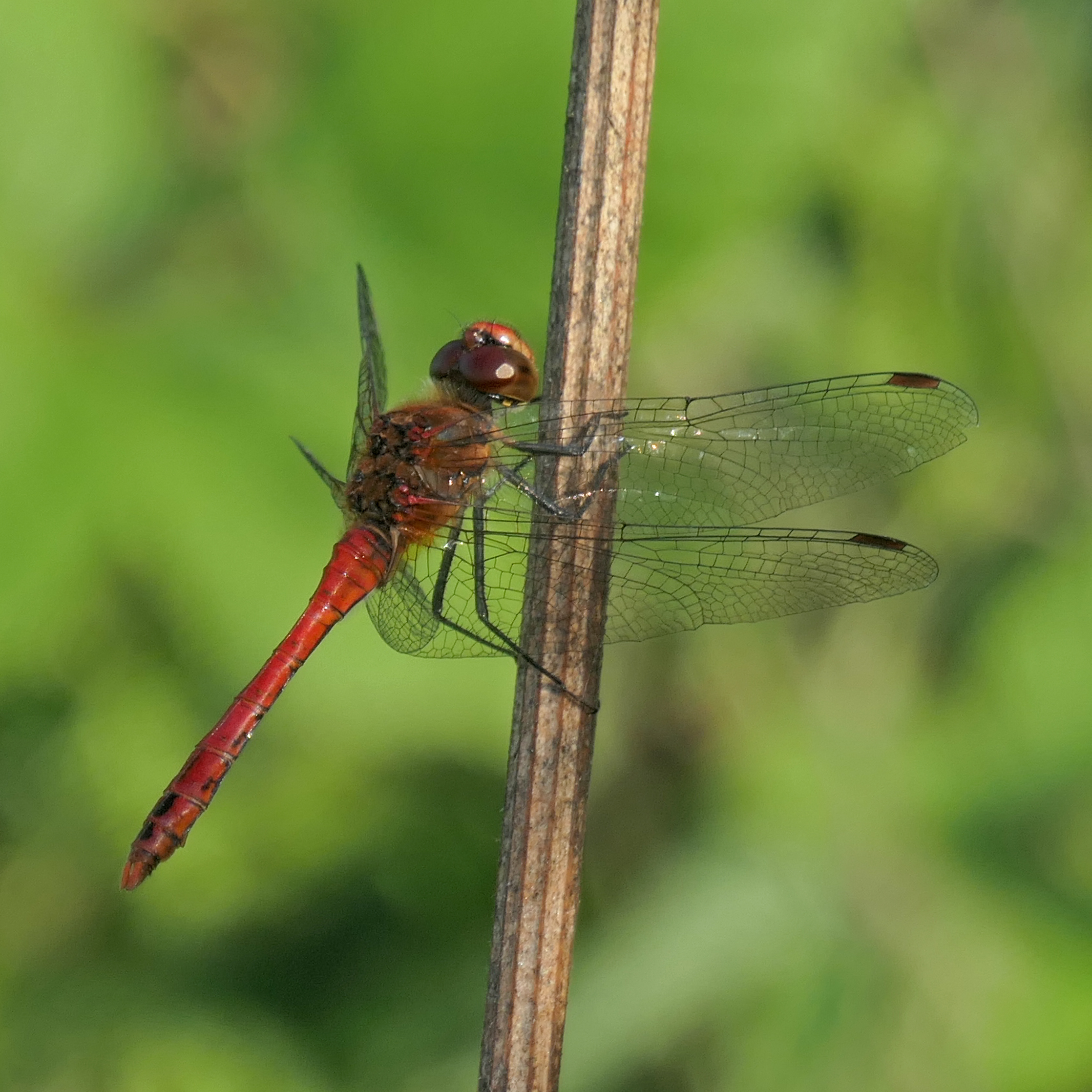 Ruddy Darter-1014524_edited-1