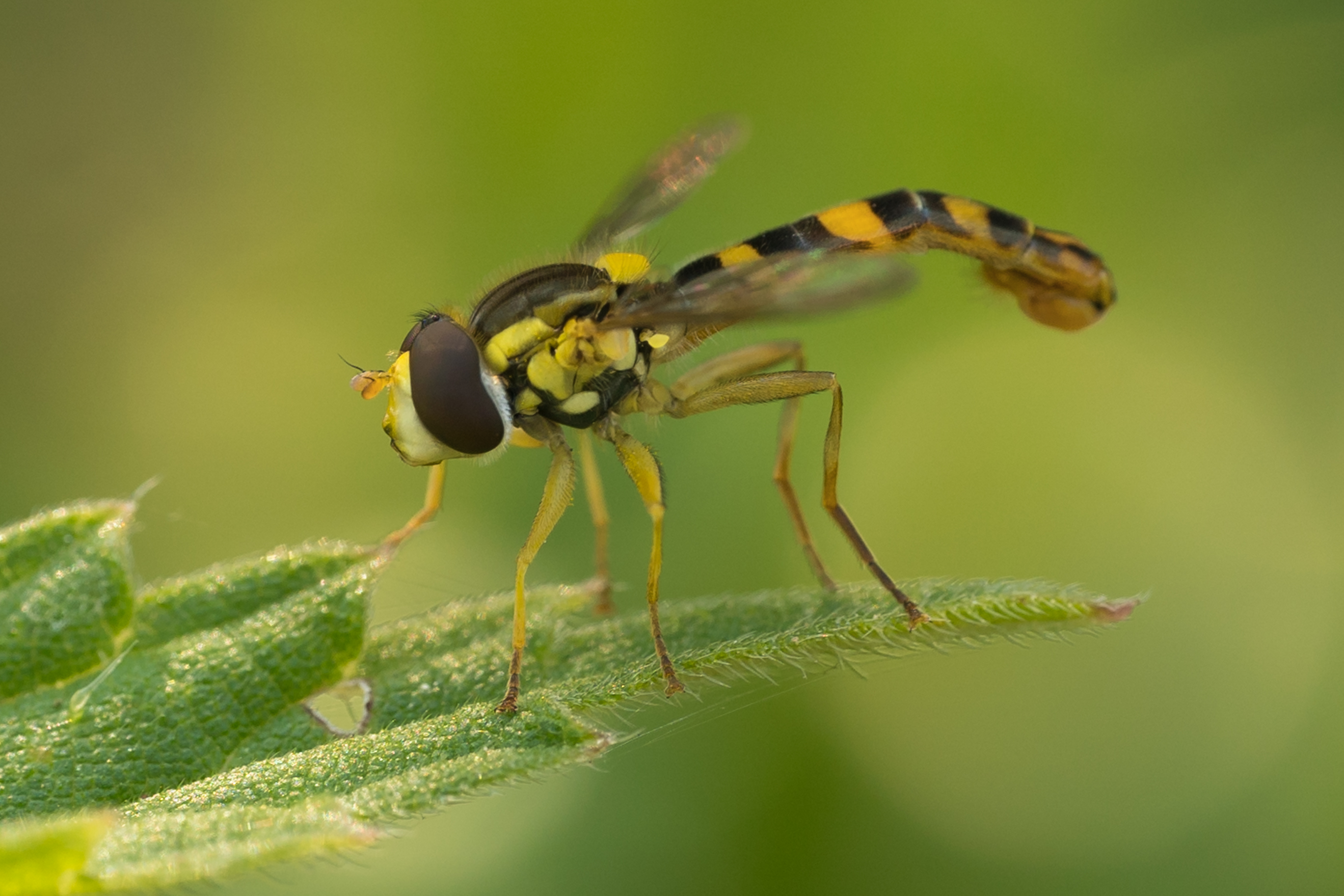 Sphaerophoria interrupta Hoverfly-08364_edited-1