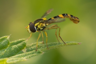 Sphaerophoria interrupta Hoverfly-08364_edited-1