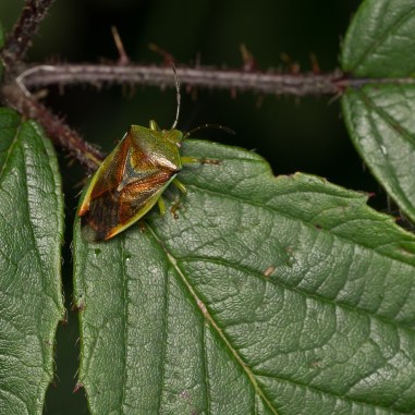 Birch Shieldbug1